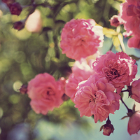 Buy canvas prints of Vintage Climbing Roses by Lesley Mohamad