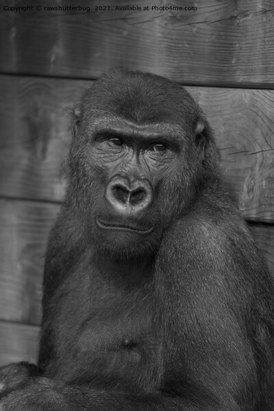 Gorilla Portrait Mono Picture Board by rawshutterbug 