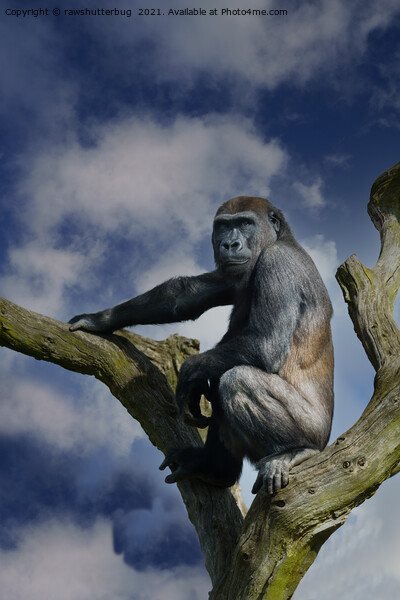 Gorilla On A Tree Picture Board by rawshutterbug 
