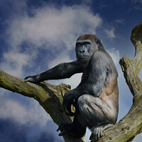 Buy canvas prints of Gorilla On A Tree by rawshutterbug 