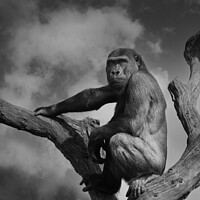 Buy canvas prints of Gorilla On A Tree by rawshutterbug 