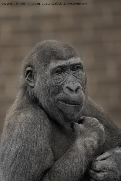 Gorilla Shufai Portrait Picture Board by rawshutterbug 