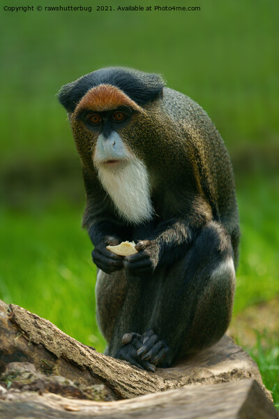 De Brazza's monkey Picture Board by rawshutterbug 