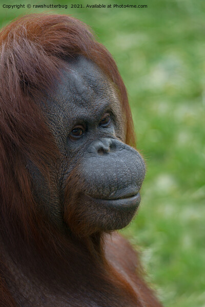 Orangutan Mother Portrait Picture Board by rawshutterbug 