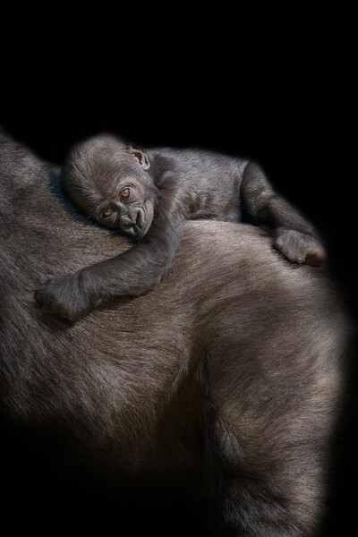Gorilla Baby Riding On Mum's Back Picture Board by rawshutterbug 
