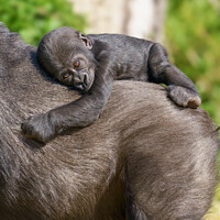 Buy canvas prints of Gorilla Baby Riding On Mum's Back by rawshutterbug 