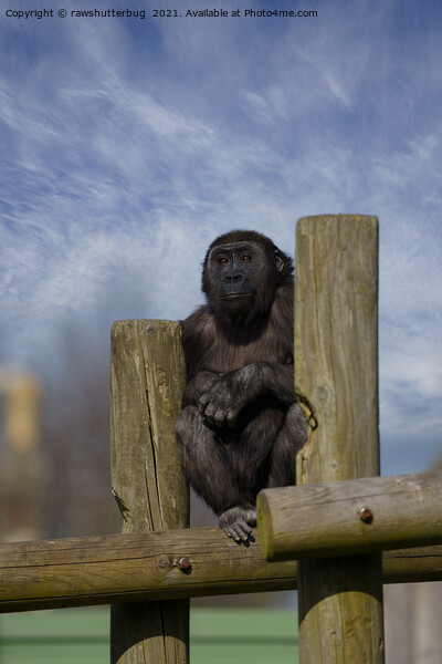 gorilla youngster lookout  Picture Board by rawshutterbug 