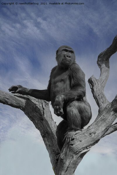 Gorilla In The Sky Picture Board by rawshutterbug 