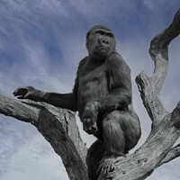 Buy canvas prints of Gorilla In The Sky by rawshutterbug 