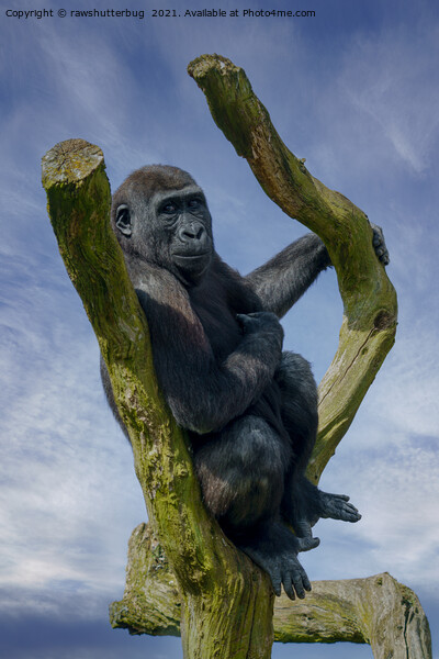 Gorilla Resting On A Tree Picture Board by rawshutterbug 