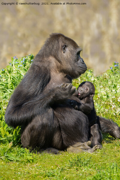 Gorilla Mother And Her Nursing Baby Picture Board by rawshutterbug 