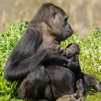 Buy canvas prints of Gorilla Mother And Her Nursing Baby by rawshutterbug 