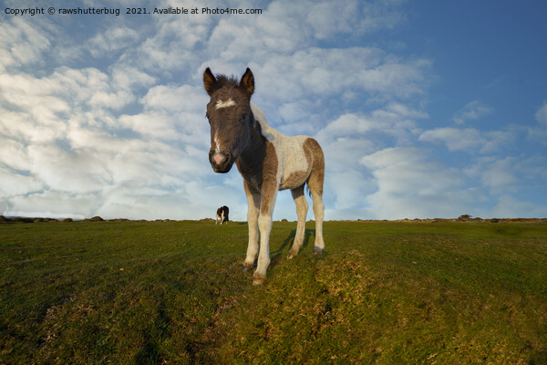 Dartmoor Foal Picture Board by rawshutterbug 