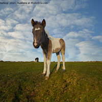Buy canvas prints of Dartmoor Foal by rawshutterbug 