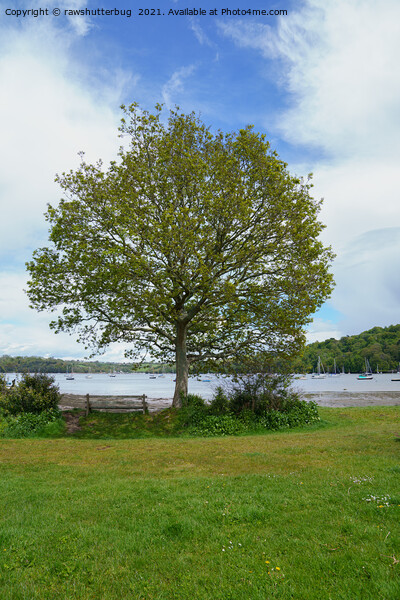 Dittisham Single Tree And Bench Picture Board by rawshutterbug 