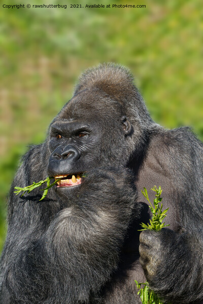 Silverback Gorilla Showing His Teeth While Eating Picture Board by rawshutterbug 