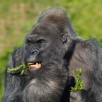 Buy canvas prints of Silverback Gorilla Showing His Teeth While Eating by rawshutterbug 