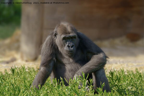 Gorilla Youngster Picture Board by rawshutterbug 