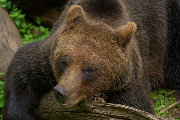 Bear Resting His Head Picture Board by rawshutterbug 