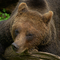 Buy canvas prints of Bear Resting His Head by rawshutterbug 