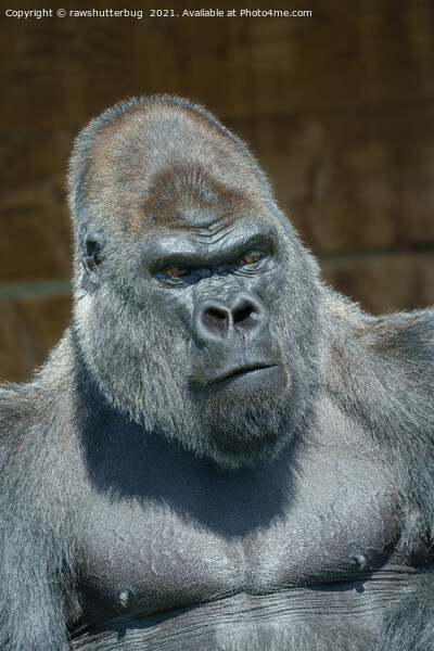 Silverback Gorilla Portrait Picture Board by rawshutterbug 
