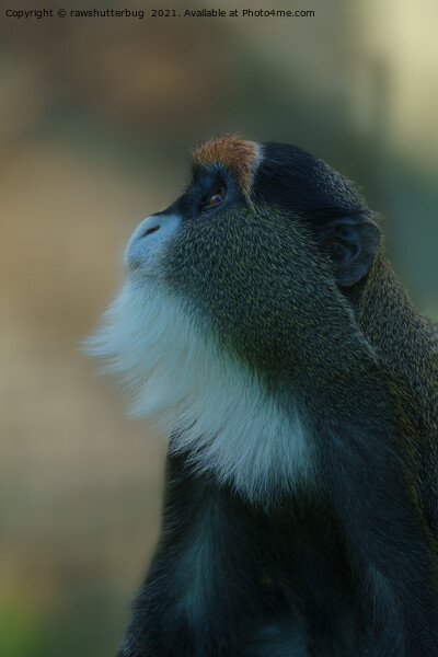 De Brazza's monkey looking up Picture Board by rawshutterbug 