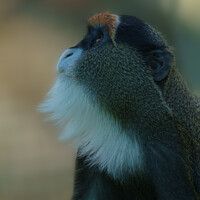 Buy canvas prints of De Brazza's monkey looking up by rawshutterbug 
