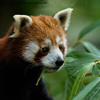 Buy canvas prints of Red Panda by rawshutterbug 