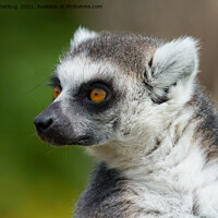 Buy canvas prints of Lemur Close-Up by rawshutterbug 