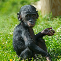 Buy canvas prints of Bonobo Baby by rawshutterbug 