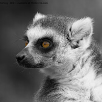 Buy canvas prints of Lemur Close-Up Selective Colouring by rawshutterbug 