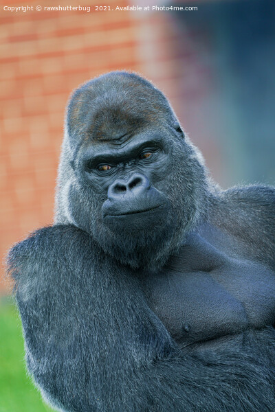 Silverback Gorilla's Side Look Picture Board by rawshutterbug 