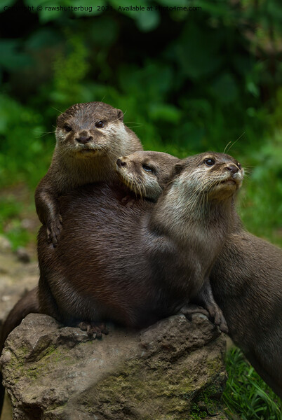 Three Otters Picture Board by rawshutterbug 