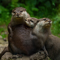 Buy canvas prints of Three Otters by rawshutterbug 