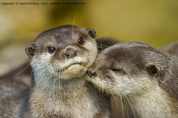 Otterly In Love Picture Board by rawshutterbug 