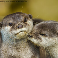 Buy canvas prints of Otterly In Love by rawshutterbug 