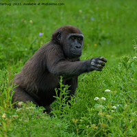 Buy canvas prints of Gorilla Reaching Out by rawshutterbug 