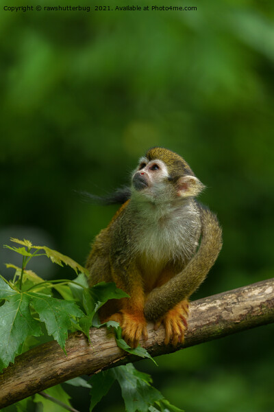 Squirrel monkey Picture Board by rawshutterbug 