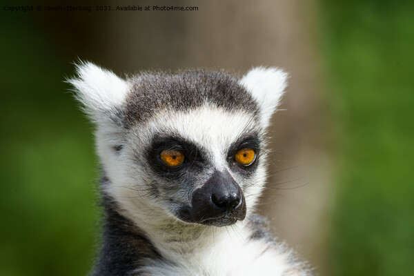 Close-Up Lemur Picture Board by rawshutterbug 