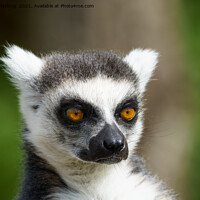 Buy canvas prints of Close-Up Lemur by rawshutterbug 