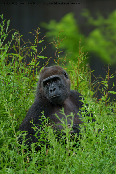 Gorilla In The Grass Picture Board by rawshutterbug 
