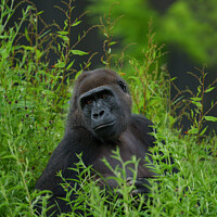 Buy canvas prints of Gorilla In The Grass by rawshutterbug 