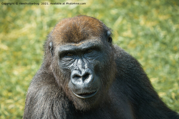 Close -Up Gorilla Encounter Picture Board by rawshutterbug 