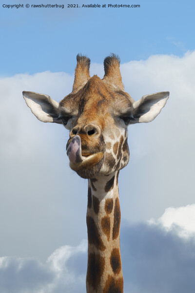 Cheeky Giraffe Picture Board by rawshutterbug 