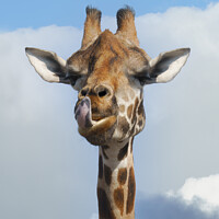 Buy canvas prints of Cheeky Giraffe by rawshutterbug 