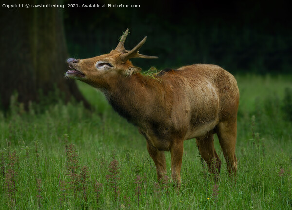 Bellowing Pere David’s Deer  Picture Board by rawshutterbug 