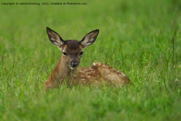 Fawn Resting In The Grass Picture Board by rawshutterbug 