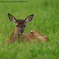 Buy canvas prints of Fawn Resting In The Grass by rawshutterbug 