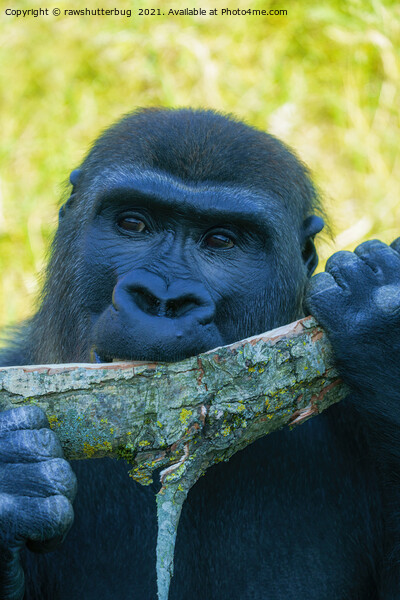 Gorilla Lunch Picture Board by rawshutterbug 