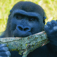 Buy canvas prints of Gorilla Lunch by rawshutterbug 